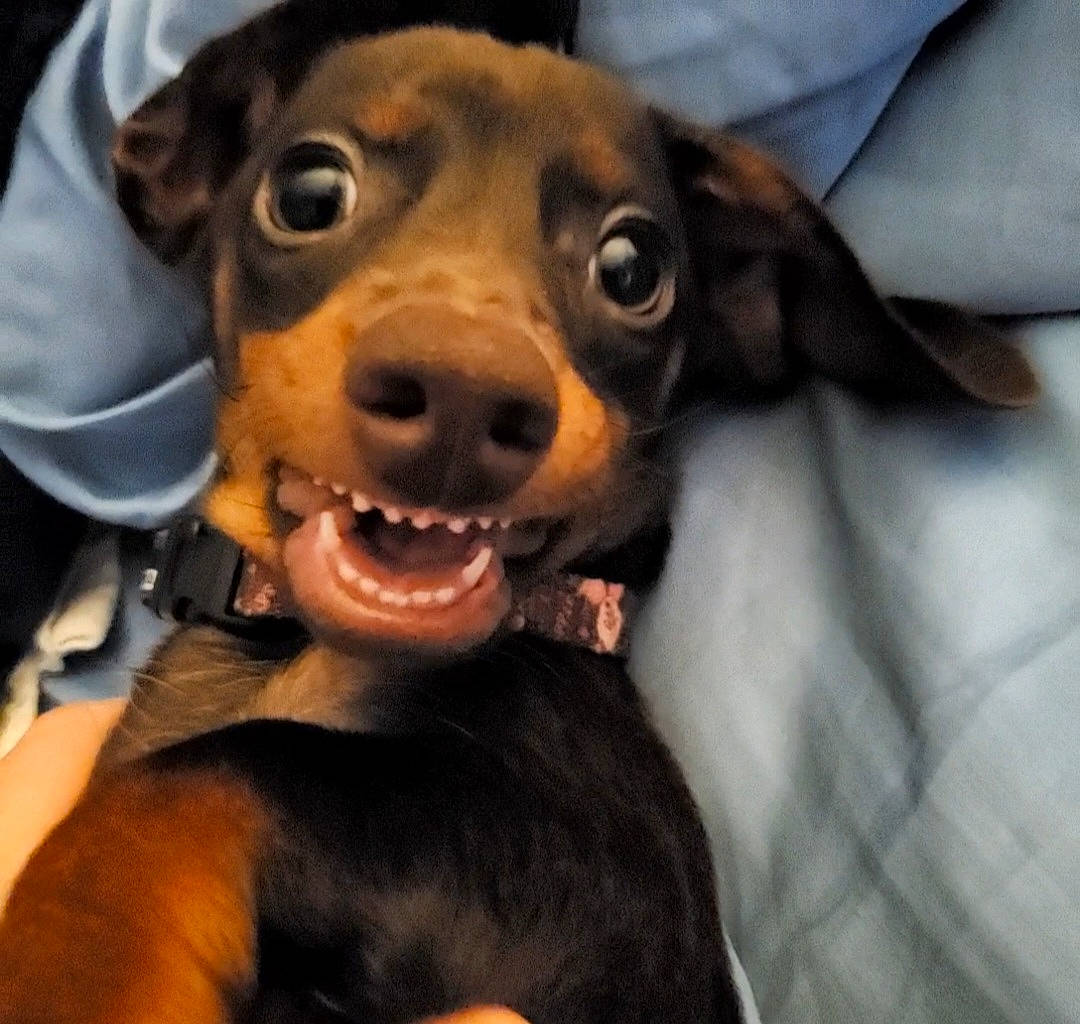 Hunny joined the competition — help win amazing prizes! canidae, carnivore, collar, companion_dog, dog, dog_breed, ear, fawn, fur, happy, jaw, liver, metal, pinscher, smile, snout, sporting_group, toy_dog, whiskers, working_animal