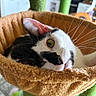 Moosie joined the competition — help win amazing prizes! cat, black_and_white, pet, indoor, cat_tree, hammock, relaxed, close_up, whiskers, feline, cozy, curious, animal, soft_texture, eye_contact, household, domestic, resting, portrait, cute