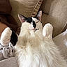 Moosie is registered to the contest to win money with this photo: cat, black_and_white, fluffy, relaxed, sleeping, paws, feline, cute, pet, indoor, couch, cozy, fur, whiskers, close_up, animal, resting, comfortable, nap, adorable