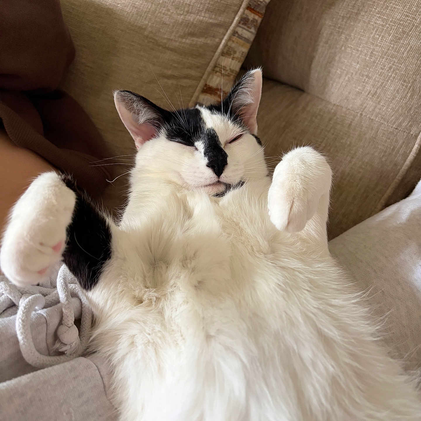 Moosie is registered to the contest to win money with this photo: cat, black_and_white, fluffy, relaxed, sleeping, paws, feline, cute, pet, indoor, couch, cozy, fur, whiskers, close_up, animal, resting, comfortable, nap, adorable
