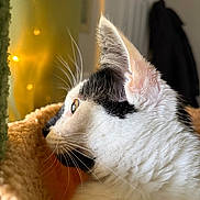 Moosie is registered to the contest to win money with this photo: cat, black_and_white, close_up, profile, whiskers, ear, fur, blanket, cozy, indoor, soft_lighting, bokeh, yellow_light, texture, pet, animal, side_view, curious, relaxed, domestic
