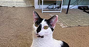Moosie is registered to the contest to win money with this photo: cat, black_and_white, carpet, blanket, indoor, shelf, photoframes, keyboard, room, curious, pet, animal, green_eyes, floor, doorway, bathroom, carpeted_floor, furniture, home, second_cat