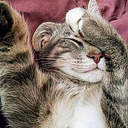 Ramone joined the competition — help win amazing prizes! abyssinian, animal, blanket, canine, cat, couch, electronics, face, furniture, hardware, head, kitten, manx, person, pet, photography, portrait, siamese, sleeping, snout