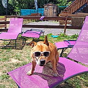 Loko a rejoint le concours — aidez-le/la à gagner de superbes lots ! dog, sunglasses, purple_chair, outdoor, garden, summer, sunny, grass, tree, mountain, fence, wooden_shed, relaxation, pet, animal, lawn_chair, shade, sunshine, funny, casual