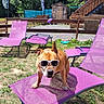 dog, sunglasses, purple_chair, outdoor, garden, summer, sunny, grass, tree, mountain, fence, wooden_shed, relaxation, pet, animal, lawn_chair, shade, sunshine, funny, casual