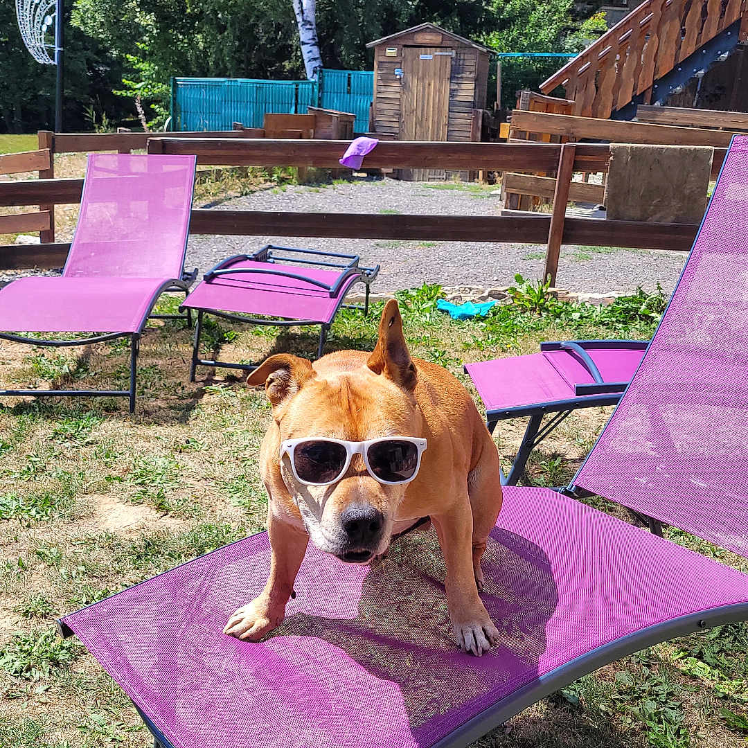 Loko a rejoint le concours — aidez-le/la à gagner de superbes lots ! dog, sunglasses, purple_chair, outdoor, garden, summer, sunny, grass, tree, mountain, fence, wooden_shed, relaxation, pet, animal, lawn_chair, shade, sunshine, funny, casual