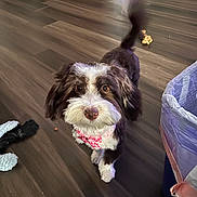 Gigi is registered to the contest to win money with this photo: animal, bandana, brown_and_white, curious, cute, dog, floor, fluffy, household, indoor, looking_up, pet, pet_accessory, pink, puppy, small_dog, tail, toy, trash_bin, wooden_floor