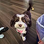 animal, bandana, brown_and_white, curious, cute, dog, floor, fluffy, household, indoor, looking_up, pet, pet_accessory, pink, puppy, small_dog, tail, toy, trash_bin, wooden_floor
