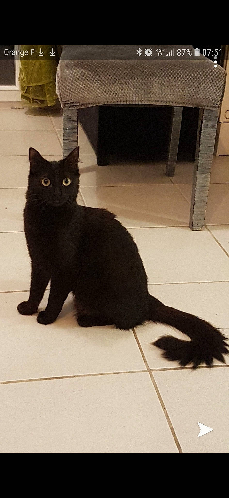 Maléfique a rejoint le concours — aidez-le/la à gagner de superbes lots ! black, black_cat, bombay, carnivore, cat, domestic_short_haired_cat, felidae, floor, flooring, fur, grey, paw, small_to_medium_sized_cats, snout, tail, terrestrial_animal, tints_and_shades, whiskers, window, wood