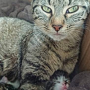 Nalah participe au concours pour gagner de l'argent avec cette photo : cat, kitten, tabby, sleeping, closeup, animal, pet, feline, whiskers, ears, fur, nose, cardboard_box, blanket, cozy, resting, domestic_animal, cute, mother_and_baby, indoor