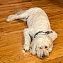 dog, white_dog, curly_fur, lying_down, wooden_floor, bandana, pet, domestic_animal, relaxed, sleepy, indoor, floor, fur, canine, companion, animal, mammal, cute, resting, house