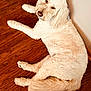 dog, canine, pet, fluffy, cream_color, wood_floor, indoor, relaxed, lying_down, tail, ears, nose, fur, domestic_animal, companion, looking_back, quiet, calm, home, flooring