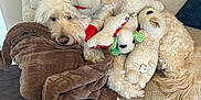 Rocco is registered to the contest to win money with this photo: animal, blanket, brown, comfort, couch, cozy, cream, cute, dog, fur, furniture, home, indoor, pet, plush_toy, relaxing, resting, snuggling, soft, stuffed_animal
