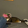 Elise is registered to the contest to win money with this photo: cat, tabby_cat, feather_hat, couch, jeans, remote_control, indoor, pet, relaxed, grey_wall, furniture, domestic_animal, resting, animal_accessory, close_up, household, cozy, casual, cute, sleepy
