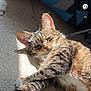 Elise joined the competition — help win amazing prizes! cat, tabby, pet, animal, indoor, carpet, sunlight, feline, relaxed, cozy, laying_down, whiskers, ears, paws, fur, striped, home, blanket, texture, resting