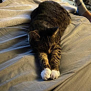 Elise joined the competition — help win amazing prizes! cat, tabby, white_paws, sleeping, bed, blanket, person, feet, socks, indoor, cozy, furniture, resting, pet, animal, home, relaxation, soft_light, fur, comfort
