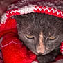 Wrinkles joined the competition — help win amazing prizes! cat, blanket, knitted, red, white, gray, face, person, cozy, sleepy, closeup, indoor, warm, feline, wrapped, soft, pet, fur, comfort, resting
