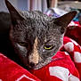 Wrinkles is registered to the contest to win money with this photo: cat, gray_cat, close_up, pet, animal, resting, sleepy, indoor, blanket, red_blanket, cozy, feline, fur, whiskers, face, yellow_eyes, soft_light, comfort, domestic_animal, relaxed