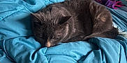 Wrinkles joined the competition — help win amazing prizes! cat, gray_cat, sleeping, bed, comforter, blanket, indoor, furniture, relaxation, cozy, resting, fur, domestic_animal, pet, bedroom, textile, soft, curled_up, nap, quiet
