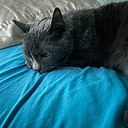 Wrinkles is registered to the contest to win money with this photo: cat, gray_cat, lying_down, bed, blue_sheet, blanket, resting, pet, fur, whiskers, indoor, cozy, animal, sleepy, relaxed, closeup, feline, soft, quiet, comfort