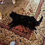 black_cat, cat, carpet, patterned_rug, indoor, foot, sock, pajamas, furniture_leg, home, relaxing, pet, animal, floor, cozy, lying_down, paw, tail, texture, colorful