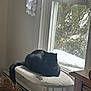 black_cat, cat, window, window_sill, cushion, lace_curtains, basket, wooden_furniture, indoor, pet, animal, relaxing, cozy, natural_light, home_interior, looking_out, feline, domestic_cat, resting, quiet
