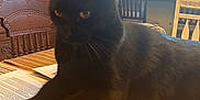 Beans is registered to the contest to win money with this photo: black_cat, cat, table, striped_tablecloth, papers, envelope, chair, wooden_chair, lamp, stained_glass_lamp, dining_room, interior, furniture, decor, window, knick_knacks, domestic_animal, pet, animal, relaxing