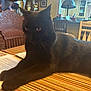 black_cat, cat, table, striped_tablecloth, papers, envelope, chair, wooden_chair, lamp, stained_glass_lamp, dining_room, interior, furniture, decor, window, knick_knacks, domestic_animal, pet, animal, relaxing