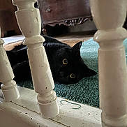 Beans is registered to the contest to win money with this photo: black_cat, cat, carpet, wooden_spindles, railing, indoor, furniture, eyes, pet, animal, curious, lying_down, home_interior, cabinet, wood, close_up, floor, cozy, domestic, resting
