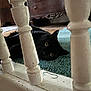 black_cat, cat, carpet, wooden_spindles, railing, indoor, furniture, eyes, pet, animal, curious, lying_down, home_interior, cabinet, wood, close_up, floor, cozy, domestic, resting