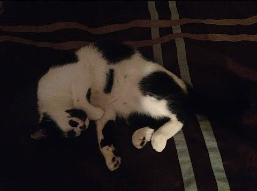 Oreo joined the competition — help win amazing prizes! canidae, carnivore, cat, claw, comfort, darkness, dog_breed, domestic_short_haired_cat, felidae, fur, monochrome_photography, nap, paw, photo_caption, sleep, small_to_medium_sized_cats, snout, tail, terrestrial_animal, whiskers