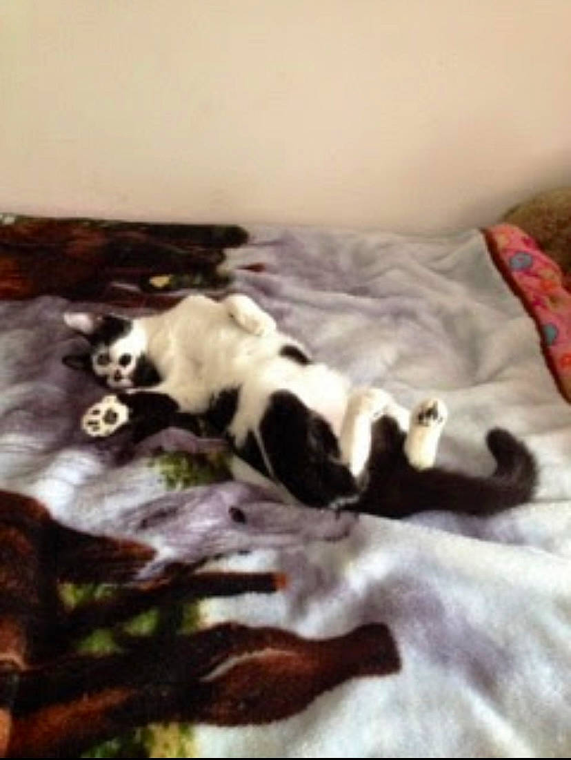 Oreo is registered to the contest to win money with this photo: canidae, carnivore, cat, cloud, comfort, companion_dog, dog_breed, felidae, fur, linens, nap, room, sky, small_to_medium_sized_cats, sporting_group, square, tail, tints_and_shades, whiskers, wood