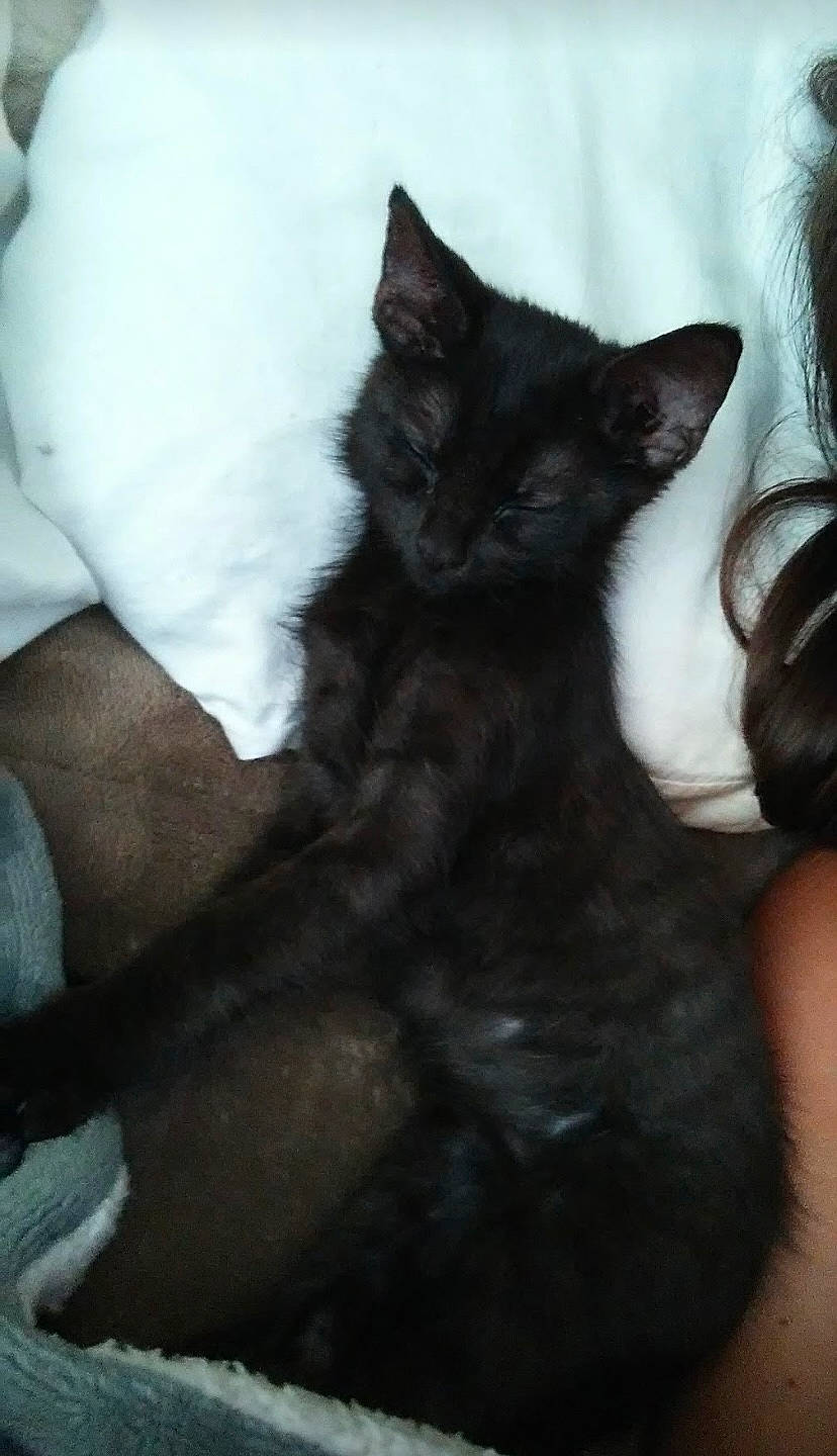 Shadow is registered to the contest to win money with this photo: black_cat, carnivore, cat, claw, comfort, domestic_short_haired_cat, ear, felidae, fur, gesture, monochrome_photography, small_to_medium_sized_cats, snout, tail, terrestrial_animal, whiskers