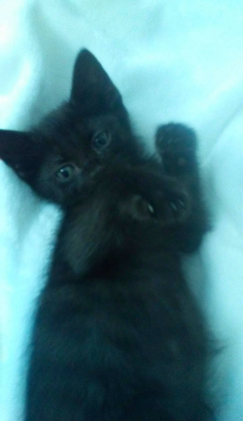 Shadow joined the competition — help win amazing prizes! black_cat, bombay, carnivore, cat, claw, comfort, domestic_short_haired_cat, electric_blue, eye, felidae, fur, grey, head, sky, small_to_medium_sized_cats, snout, tail, terrestrial_animal, whiskers, window