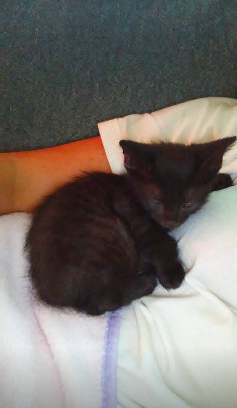 Shadow is registered to the contest to win money with this photo: bed, black_cat, canidae, carnivore, cat, claw, comfort, domestic_short_haired_cat, fawn, felidae, fur, gesture, human_leg, linens, mammal, paw, small_to_medium_sized_cats, tail, vertebrate, whiskers