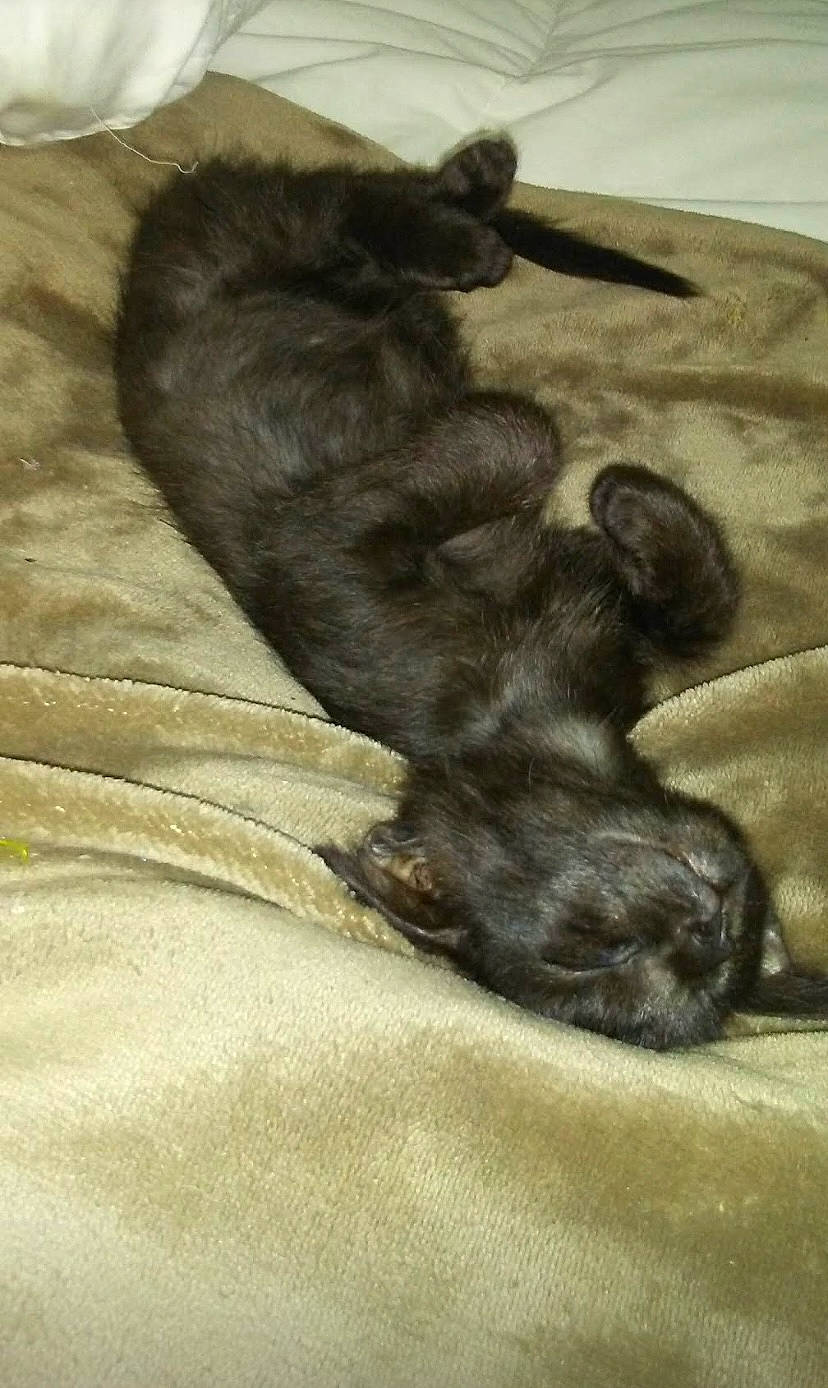 Shadow is registered to the contest to win money with this photo: black_cat, canidae, carnivore, claw, comfort, companion_dog, dog, dog_breed, fawn, felidae, gesture, grey, liver, paw, small_to_medium_sized_cats, snout, sporting_group, tail, terrestrial_animal, whiskers