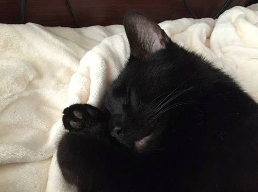 Noob is registered to the contest to win money with this photo: black_cat, bombay, carnivore, cat, claw, comfort, darkness, domestic_short_haired_cat, felidae, fur, gesture, grey, linens, monochrome, monochrome_photography, room, small_to_medium_sized_cats, snout, tail, whiskers