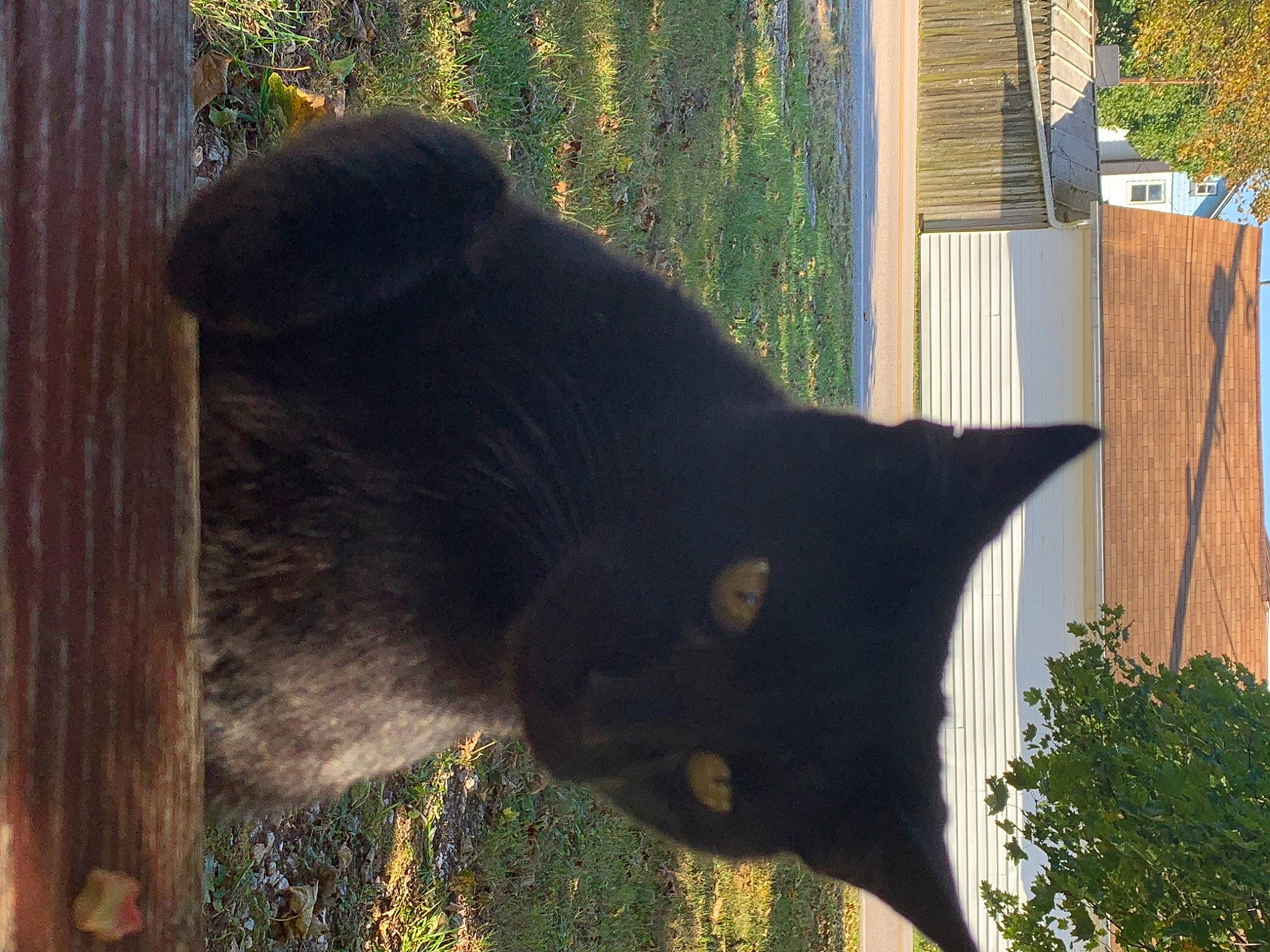 Noob joined the competition — help win amazing prizes! black_cat, bombay, carnivore, cat, domestic_short_haired_cat, felidae, fur, grass, mammal, plant, small_to_medium_sized_cats, snout, tail, terrestrial_animal, tints_and_shades, tree, trunk, vertebrate, whiskers, wood