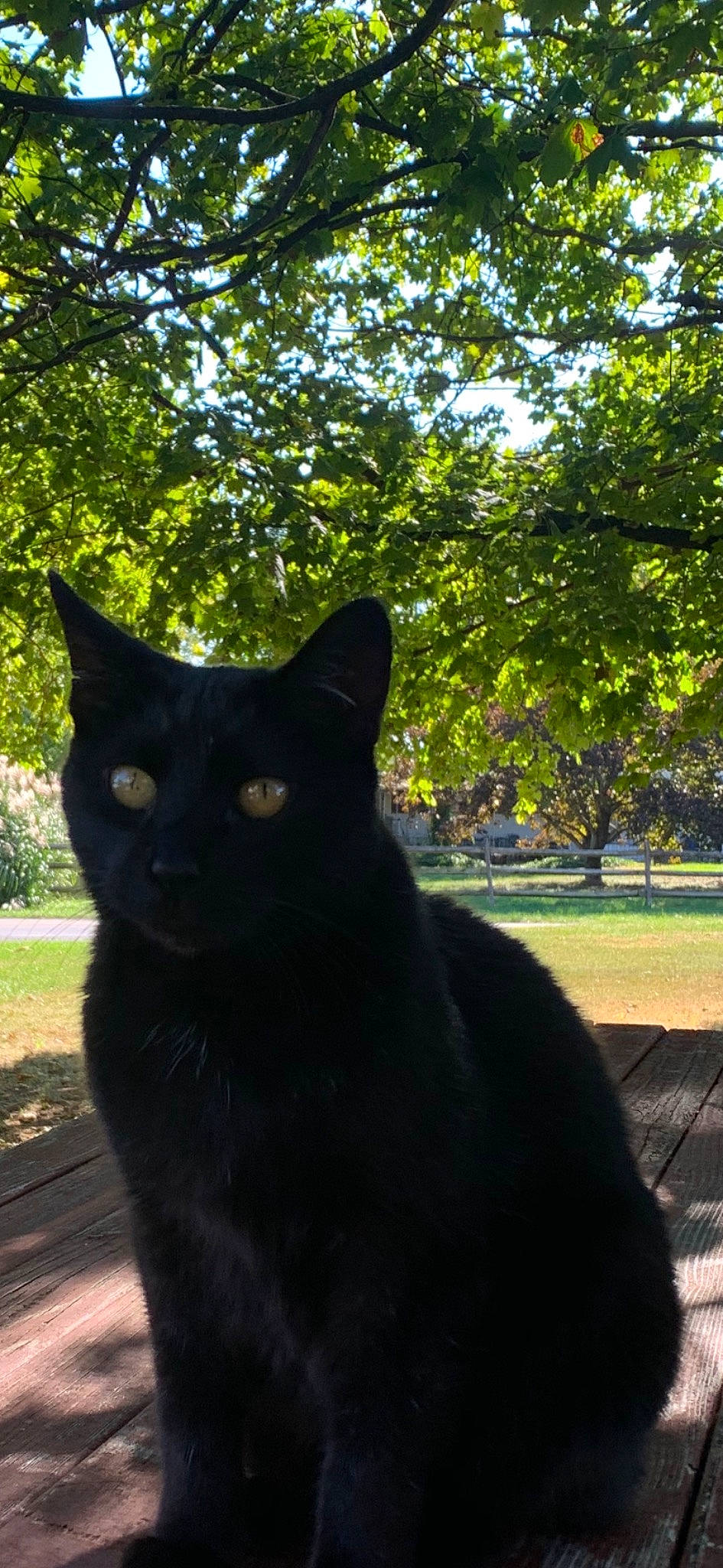 Noob joined the competition — help win amazing prizes! black_cat, bombay, carnivore, cat, domestic_short_haired_cat, felidae, fur, grass, leaf, plant, shade, sky, small_to_medium_sized_cats, snout, sunlight, tail, terrestrial_animal, tints_and_shades, tree, whiskers