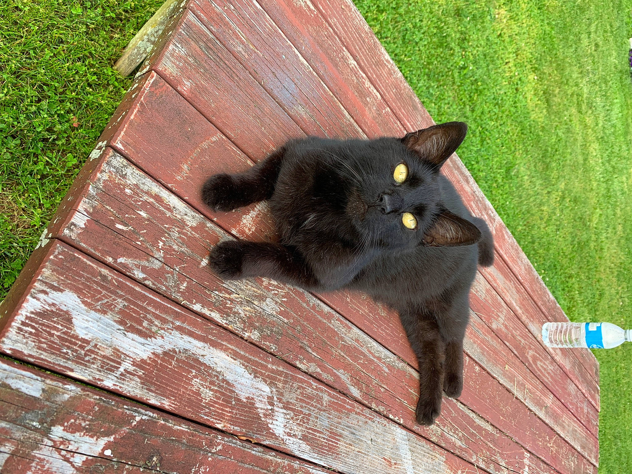 Noob joined the competition — help win amazing prizes! black_cat, bombay, carnivore, cat, claw, domestic_short_haired_cat, felidae, flooring, fur, grass, hardwood, havana_brown, paw, plant, small_to_medium_sized_cats, tail, terrestrial_animal, tree, whiskers, wood