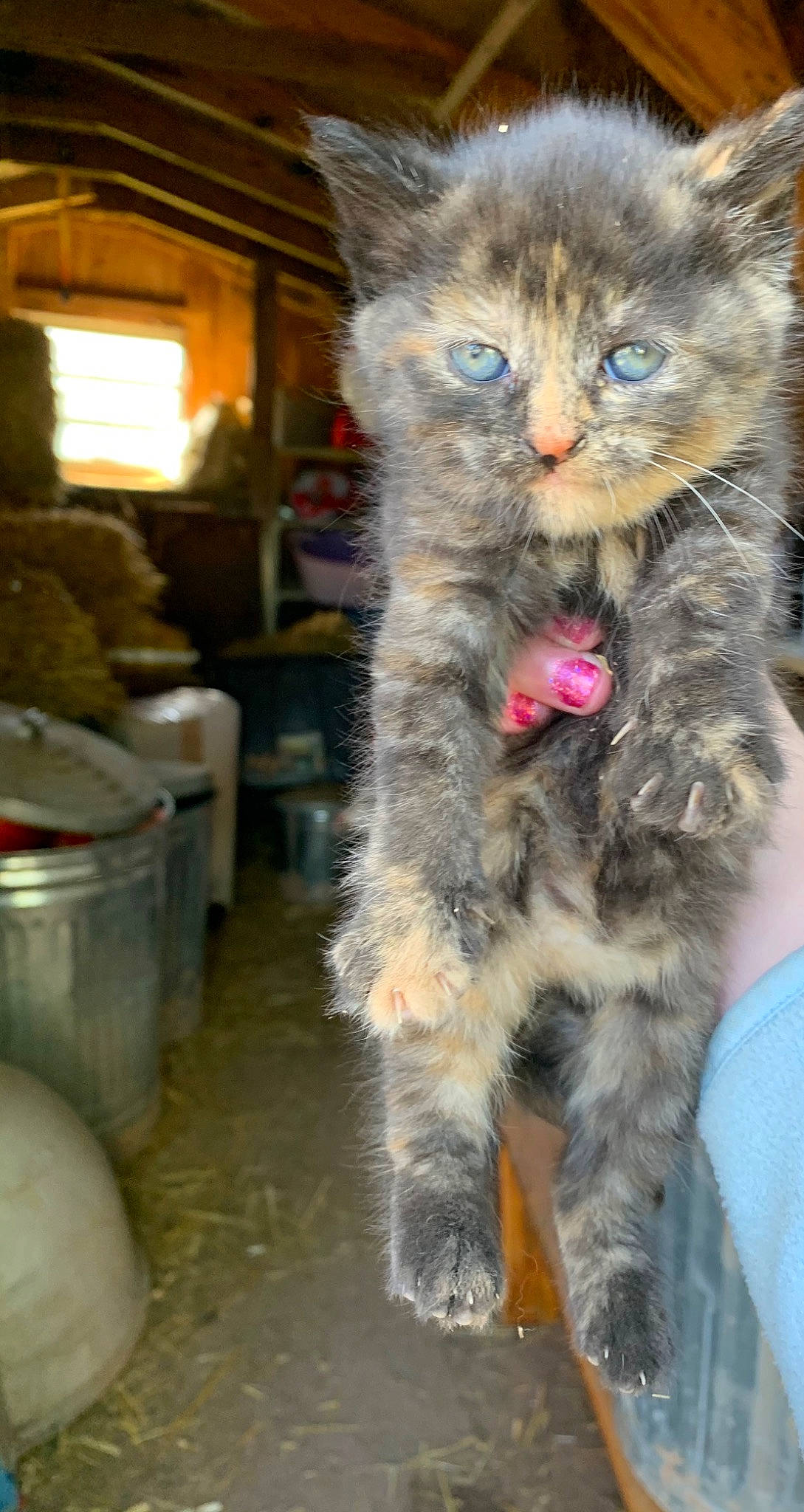 Ash joined the competition — help win amazing prizes! carnivore, cat, claw, domestic_short_haired_cat, fawn, felidae, fur, paw, picture_frame, small_to_medium_sized_cats, snout, tail, terrestrial_animal, whiskers, window