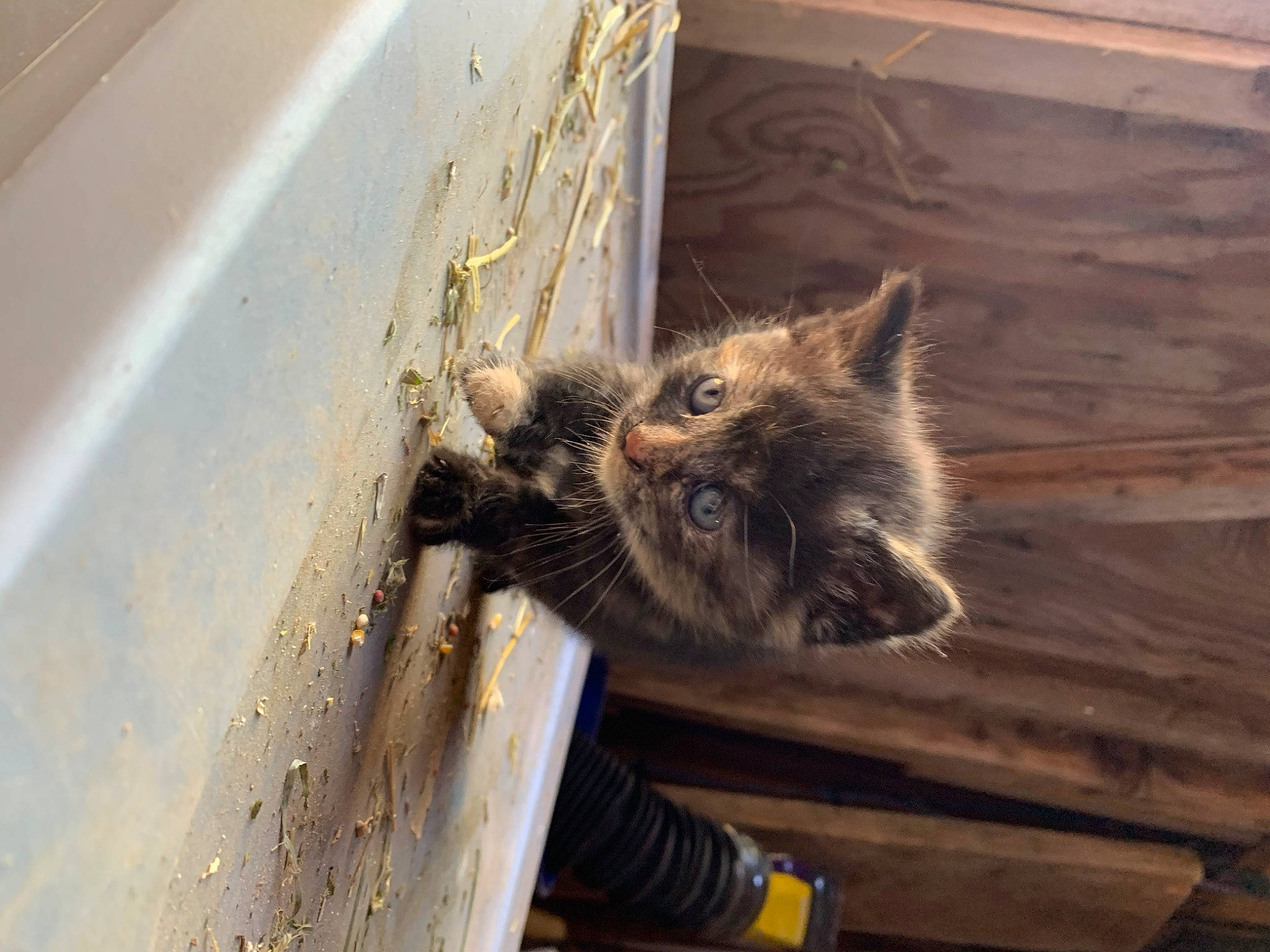 Ash is registered to the contest to win money with this photo: carnivore, cat, claw, domestic_short_haired_cat, fawn, felidae, flooring, fur, hardwood, mammal, small_to_medium_sized_cats, tail, terrestrial_animal, vertebrate, whiskers, wildlife, window, wood