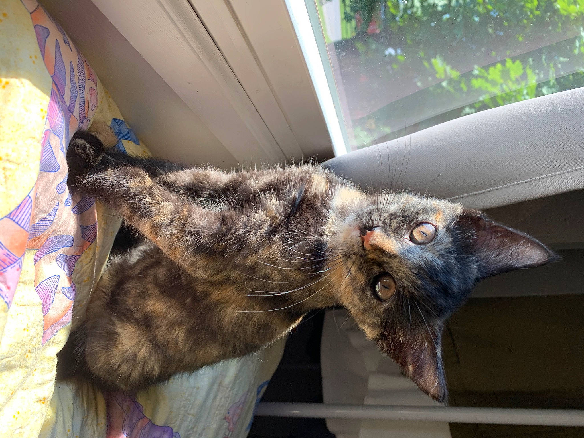 Ash joined the competition — help win amazing prizes! canidae, carnivore, cat, claw, domestic_short_haired_cat, felidae, fur, plant, small_to_medium_sized_cats, snout, sporting_group, tail, whiskers, window