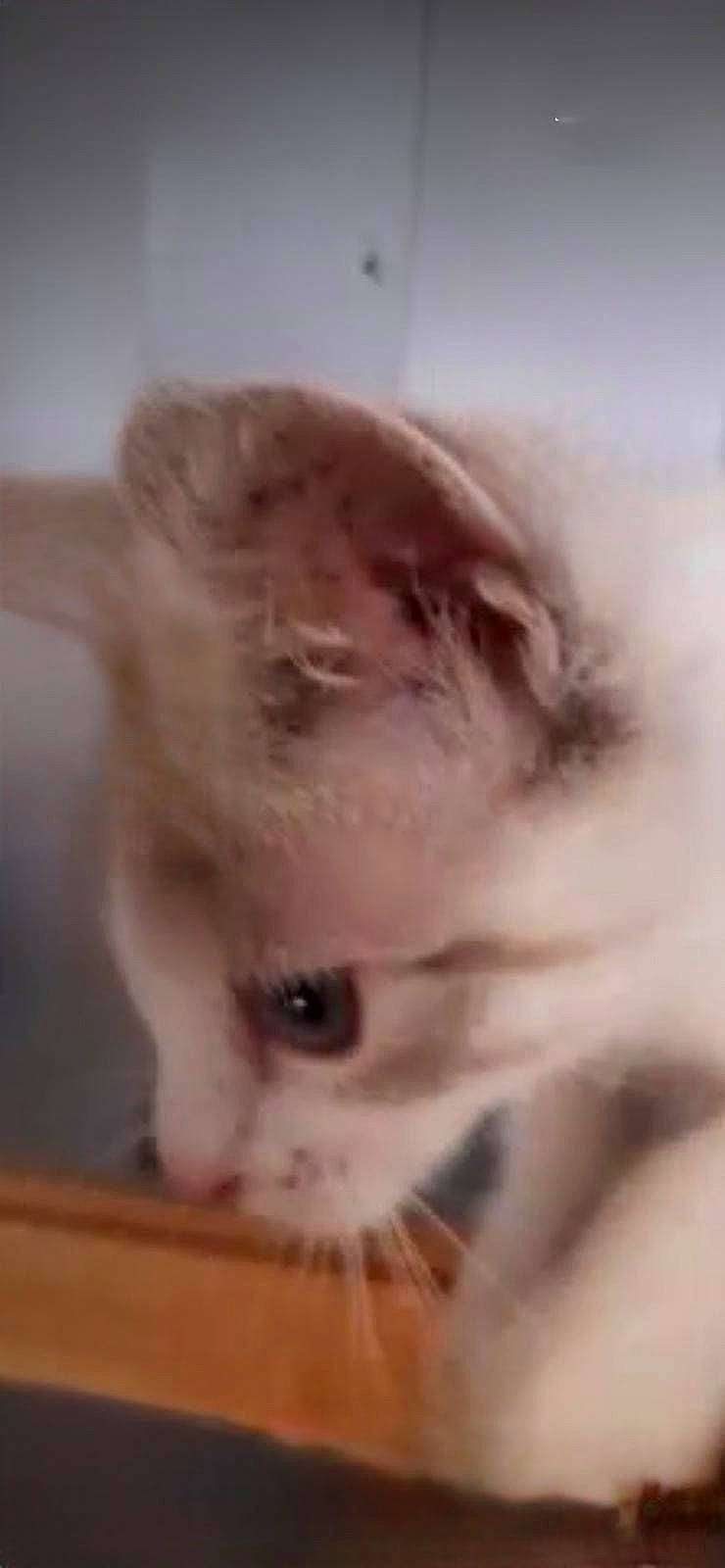 Galak participe au concours pour gagner de l'argent avec cette photo : carnivore, cat, domestic_short_haired_cat, ear, eyelash, fawn, felidae, fur, hardwood, paw, small_to_medium_sized_cats, snout, tail, terrestrial_animal, whiskers, wood