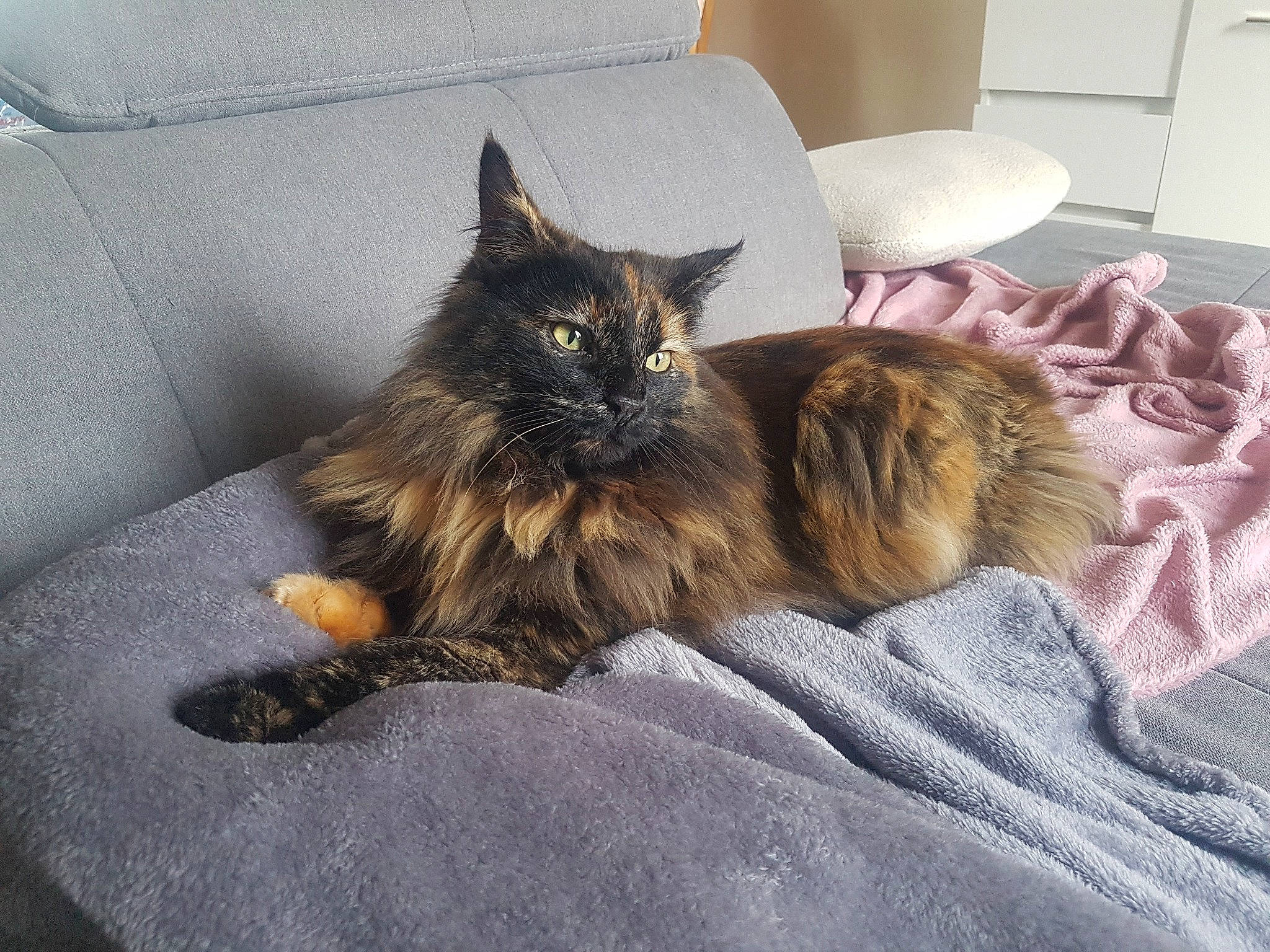 Scarlett a rejoint le concours — aidez-le/la à gagner de superbes lots ! bed, bedding, carnivore, cat, claw, comfort, couch, domestic_short_haired_cat, felidae, fur, furniture, grey, living_room, maine_coon, nap, paw, room, small_to_medium_sized_cats, textile, whiskers