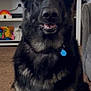 dog, german_shepherd, pet, indoor, carpet, collar, blue_tag, ears, face, fur, sitting, living_room, television, artwork, rainbow_decoration, curious, brown_carpet, furniture, home, portrait