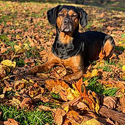 June participe au concours pour gagner de l'argent avec cette photo : animal, autumn, canine, clothing, dog, face, glove, grass, head, hound, leaf, outdoors, person, pet, photography, plant, portrait, puppy, tree, vegetation