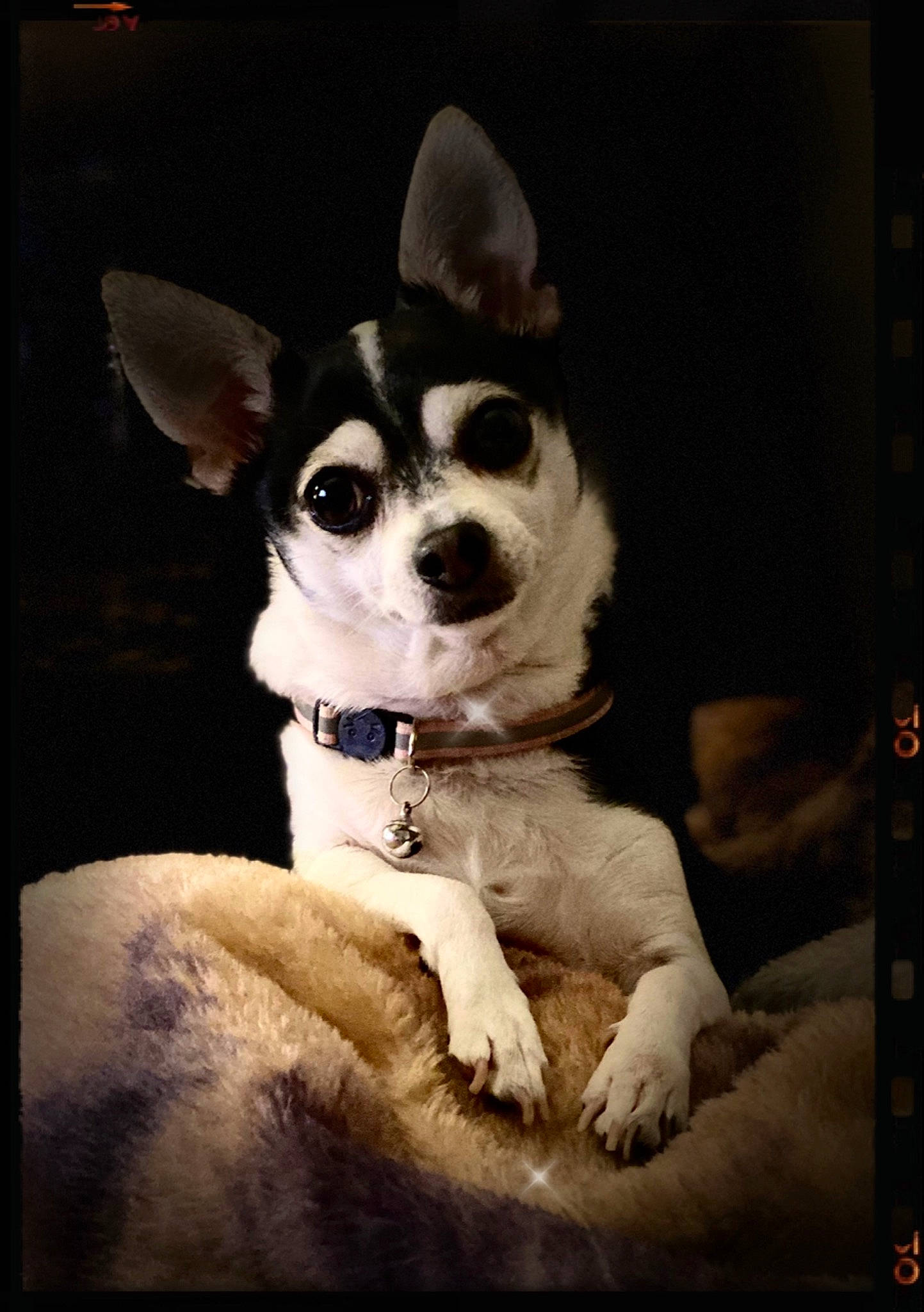 Mia joined the competition — help win amazing prizes! canidae, carnivore, chihuahua, comfort, companion_dog, darkness, dog, dog_breed, dog_collar, dog_supply, ear, fawn, flash_photography, fur, monochrome, monochrome_photography, sporting_group, toy_dog, whiskers, working_animal