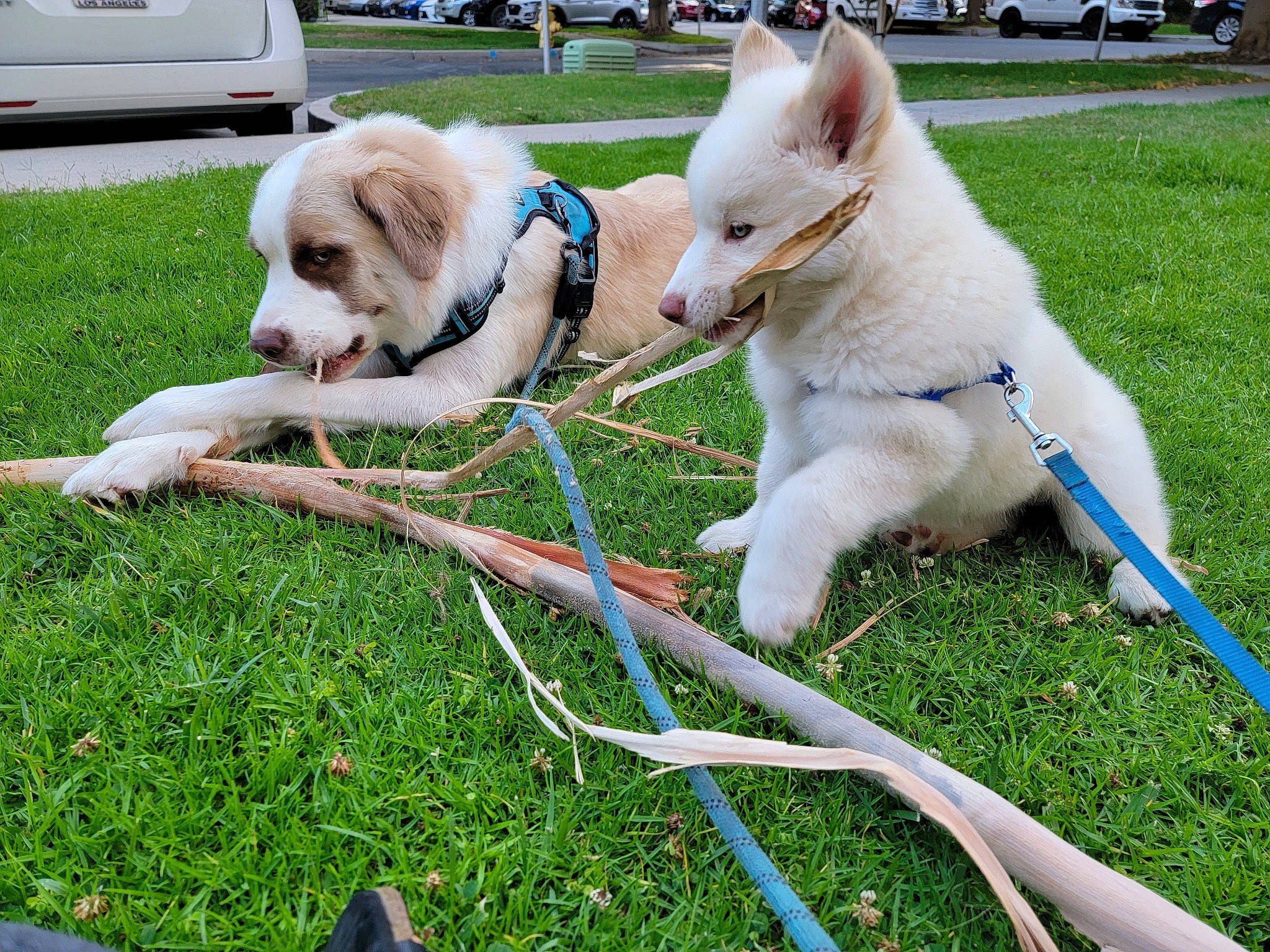 Skyler joined the competition — help win amazing prizes! car, carnivore, collar, companion_dog, dog, dog_breed, dog_collar, fawn, grass, leash, leisure, plant, recreation, sporting_group, tail, tire, van, vehicle, wheel, working_animal