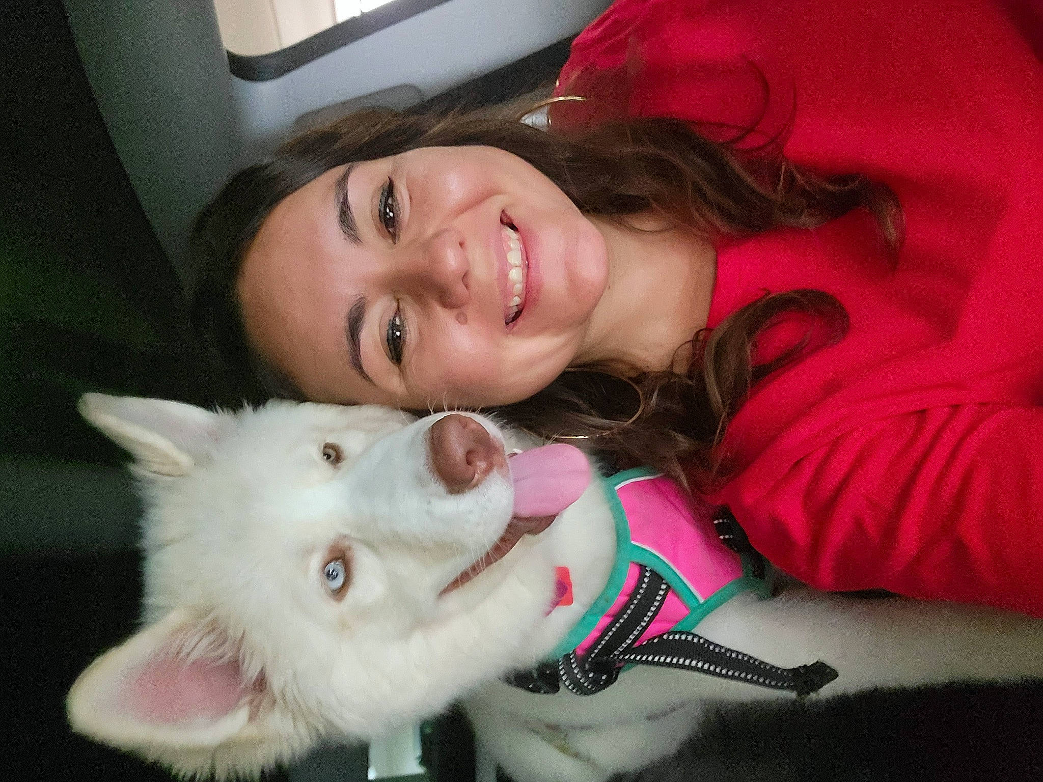 Skyler joined the competition — help win amazing prizes! black_hair, carnivore, companion_dog, dog_breed, eye, eyebrow, eyelash, face, fawn, flash_photography, fun, fur, happy, jaw, lip, mouth, nose, skin, smile, spitz
